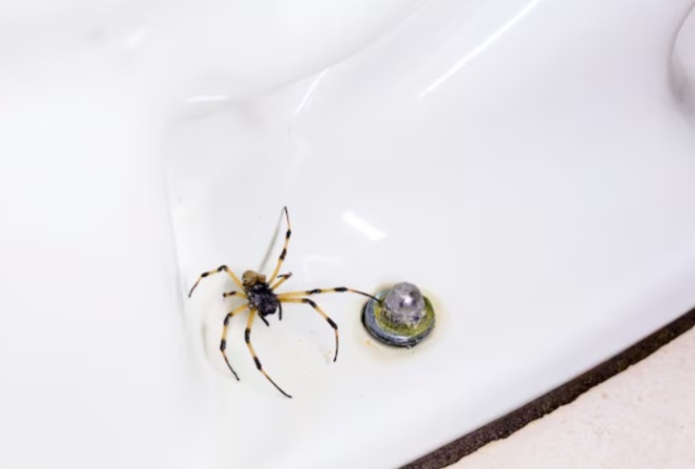 Эксперт назвал три почти бесплатных способа избавиться от пауков в ванной