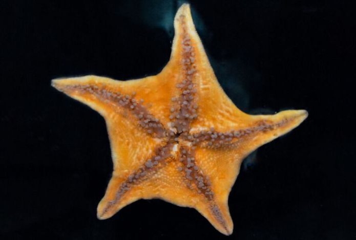 Названо животное, которое управляет сотнями своих «ног» без мозга