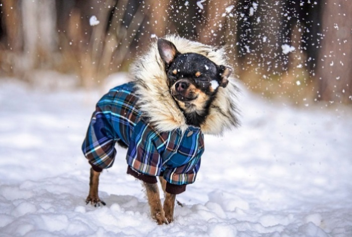 Как превратить зимнюю прогулку с собакой в тренировку