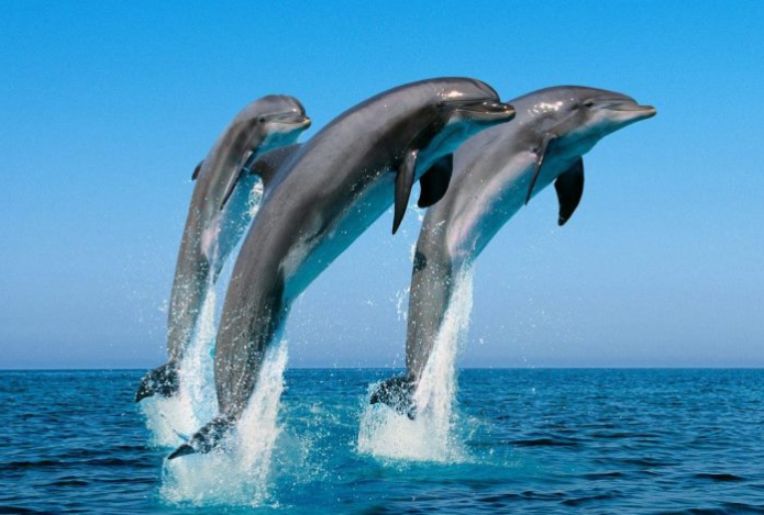 Этот факт о дельфинах меняет представление об интеллекте животных