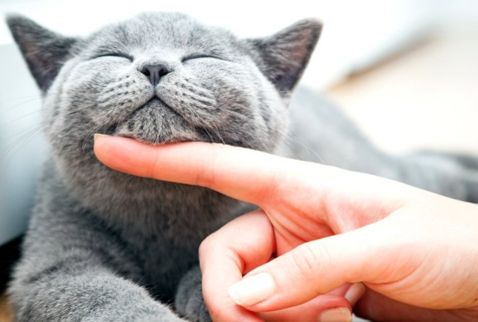 Учёные объяснили, почему кошки мурлыкают