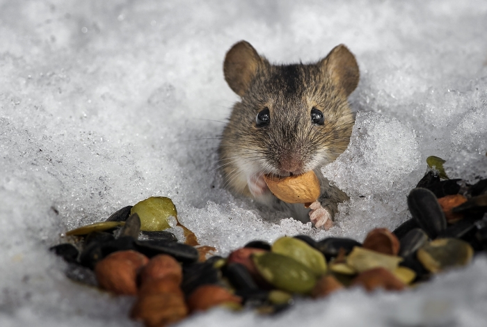 Запах мяты, лавра и уксуса отпугивает мышей в доме зимой