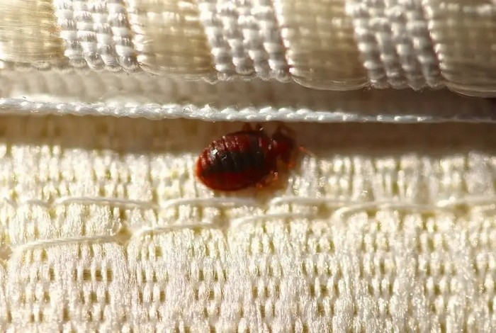 Как извести клопов. Поможет простое средство из трех ингредиентов — защитит дом и мебель