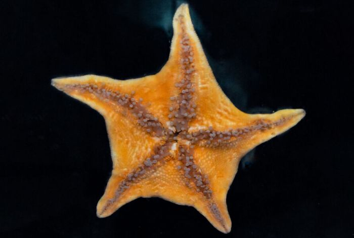 Названо животное, которое управляет сотнями своих «ног» без мозга