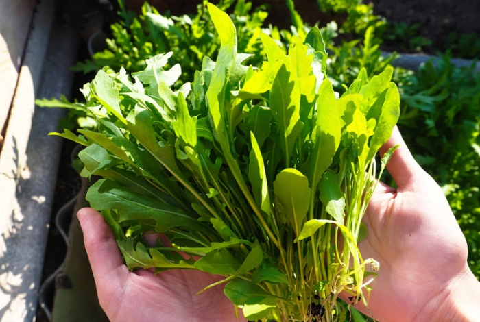 Чем полезна рукола и как ее выбрать