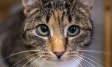 Разговаривать с кошкой — это нормально?