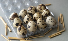 Выгодное хобби для дачников. Как начать разводить фазанов и перепелов