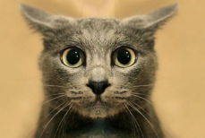 Жутко или мило — ветеринары объяснили, почему кошка смотрит на вас, пока вы спите