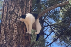 Почему кошки застревают на деревьях и зовут на помощь