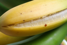 Трещина — не приговор. Когда банан можно есть, а когда пора выбрасывать