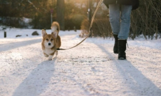 Как распознать переохлаждение у собаки