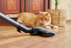 Как снизить стресс питомца от уборки пылесосом