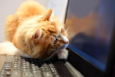 Как кошки помогают своим хозяевам работать из дома