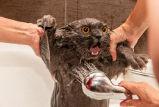 Как мыть кошку без стресса для нее