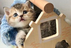 Китайский блогер построил для кошек мини-город с метро и спа. Видео