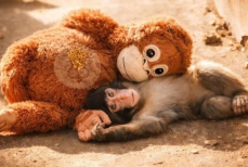 Игрушка вместо мамы — трогательная история маленькой макаки покорила соцсети. Видео