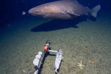 Там, где их не ждали — акулы появились у берегов Антарктиды
