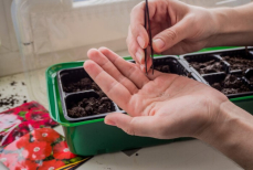 Названы растения, которые стоит посадить в феврале для пышного сада весной