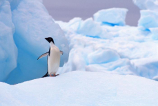 Антарктида на краю — ученые просчитали лучший и худший сценарии будущего