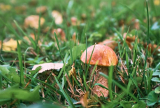 Поел и увидел «лилипутов» — гриб, после которого люди замечают крошечных человечков