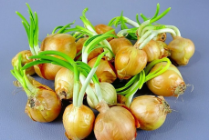 Можно ли есть проросший лук? Эксперты по питанию дали ответ