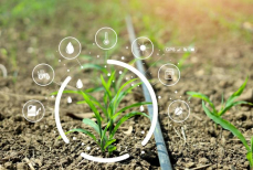 Как растения «сигналят» о стрессе — и почему это может быть важно для аграриев и экологии