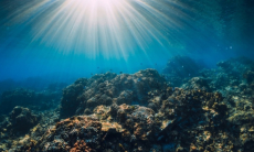 Знакомы лишь с 10% — биолог подтвердил малоизученность Мирового океана