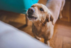 Ветеринар ответил, как отучить собак выть в отсутствие хозяина