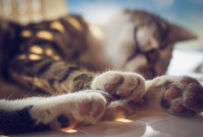 Почему кошки часто спят в обуви хозяев