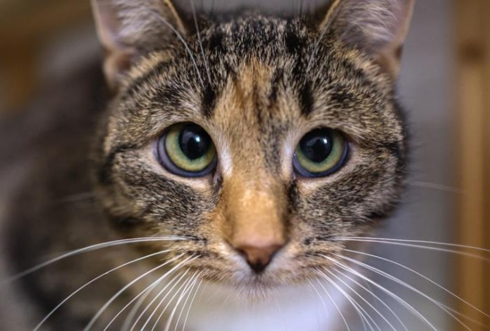 Разговаривать с кошкой — это нормально?