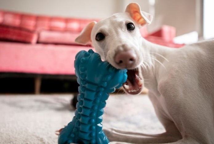 Ветеринар объяснила, как правильно приучить собаку к чистке зубов