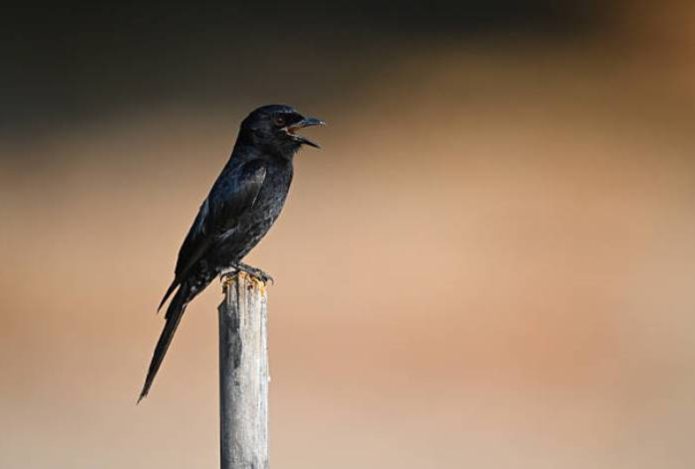 Не верь ее крикам — ученые рассказали о самой хитрой птице в природе