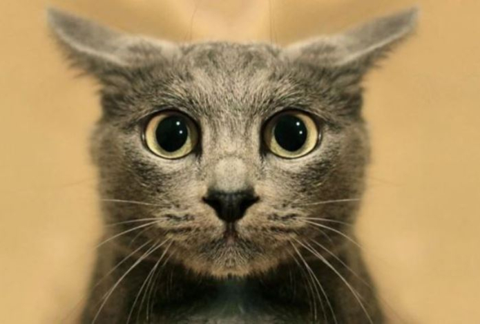 Жутко или мило — ветеринары объяснили, почему кошка смотрит на вас, пока вы спите