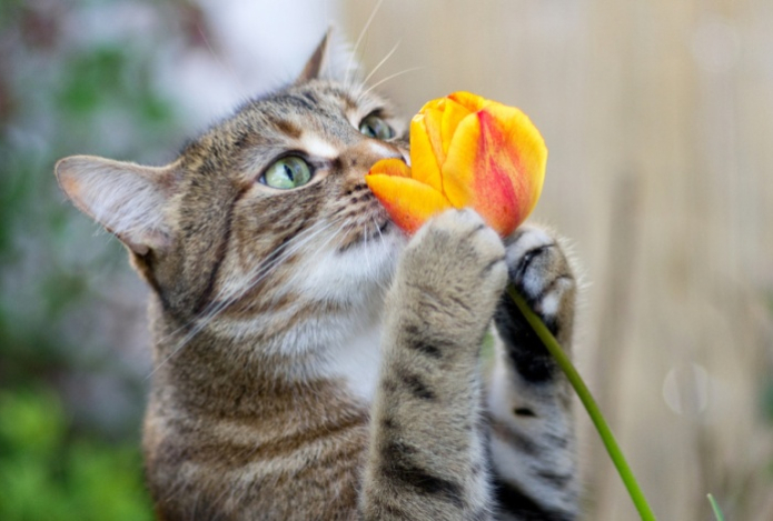 Почему кошки испытывают повышенный интерес к цветам