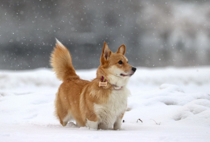 Как правильно мыть собаку зимой