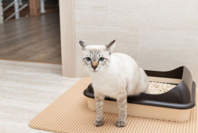 Ветеринар предупредил об опасных рисках редкой уборки кошачьего лотка
