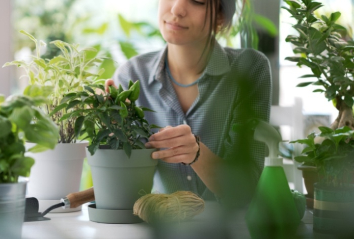 Лайфхаки для ухода за домашними растениями