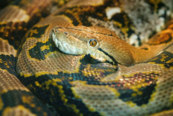 На планете нашли самую длинную змею в истории — её длина поражает