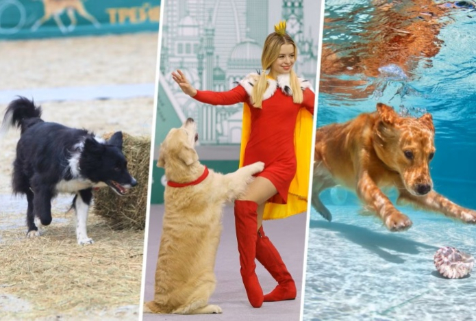 Топ-4 необычных спортивных дисциплин для собак