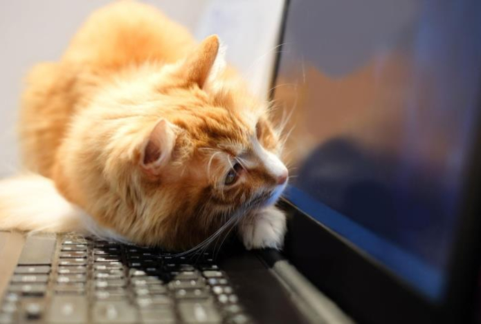 Как кошки помогают своим хозяевам работать из дома