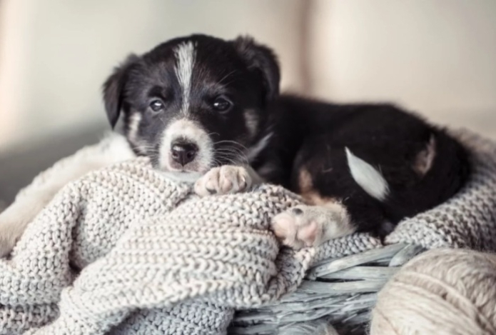 Какие человеческие болезни могут подхватить домашние питомцы