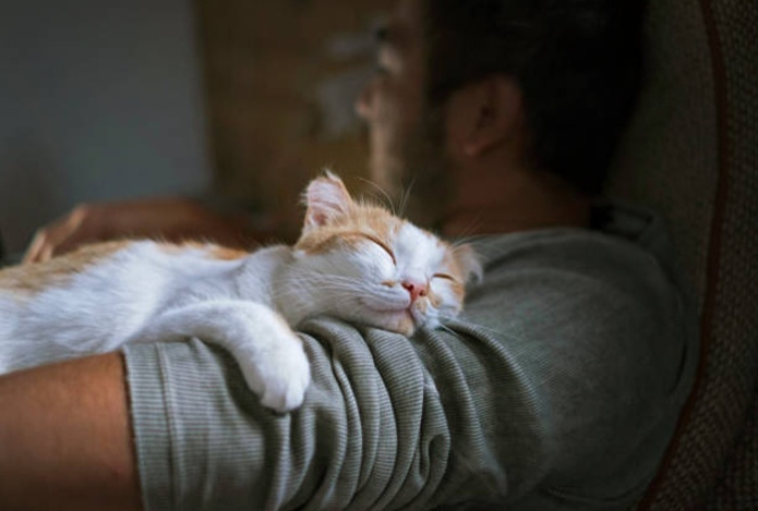 Как сон с кошками влияет на иммунитет человека