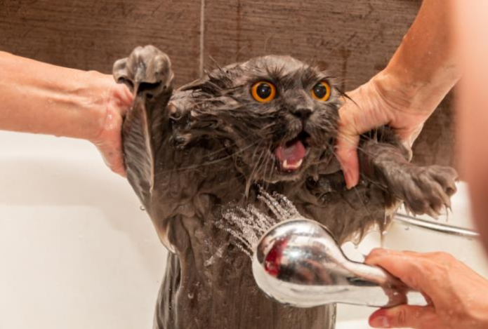 Как мыть кошку без стресса для нее