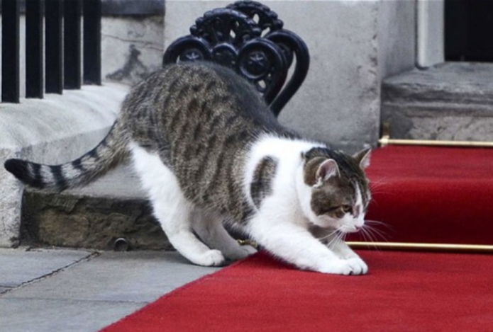 Главный котик Британии отмечает 15 лет «службы»