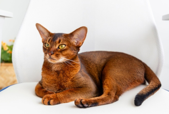 Почему кошки смотрят в одну точку