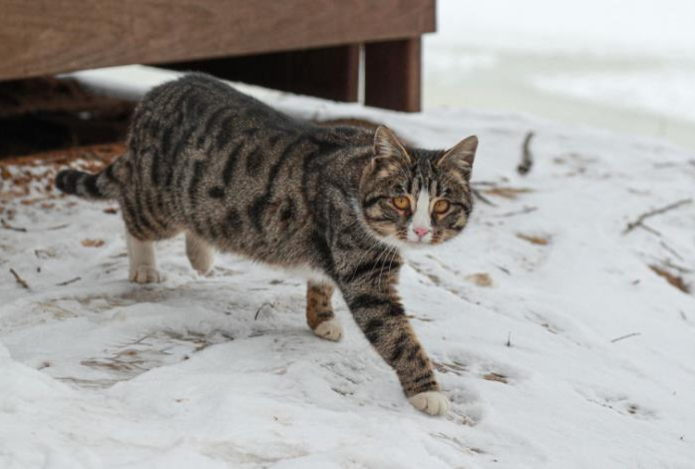 Ветеринар назвал самые важные анализы для кошек с улицы