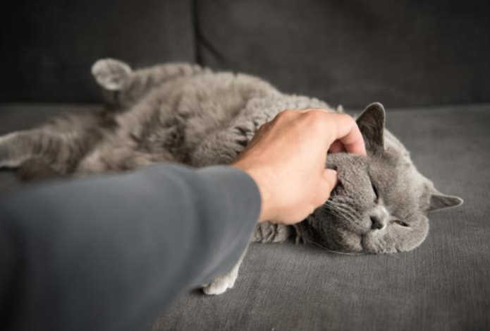 Зоопсихолог дала совет, как подружить кошку с новым членом семьи