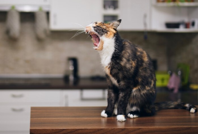 Можно ли кормить собак и кошек на Масленицу блинами