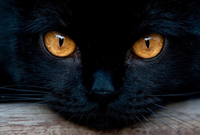 Почему глаза кошек светятся в темноте — раскрыт научный секрет