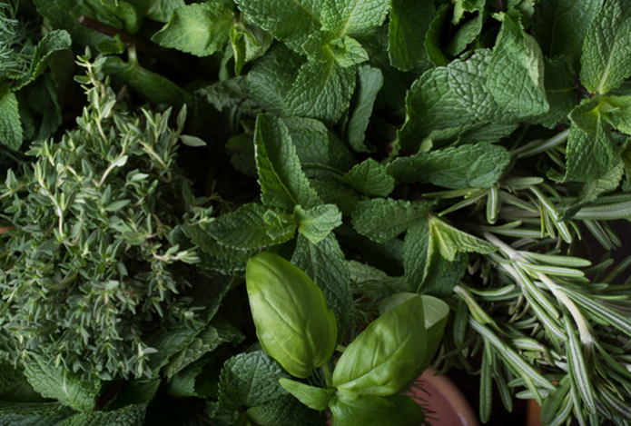 Диетологи назвали самые полезные травы — богаты антиоксидантами и витаминами